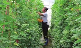 君子菜指的是什么菜 君子菜指的是什么菜