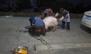 四川的过年杀猪的来历 四川回应禁自家杀猪