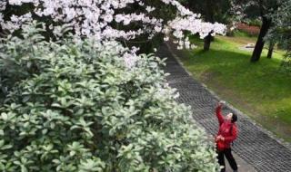 樱花树下的重逢 樱花树下的重逢